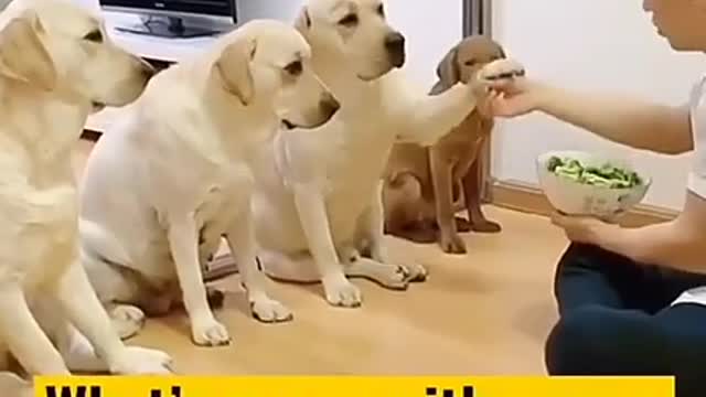 Funny Dog's 🐕 love ❤️ cute puppy 😍 Dog lovers