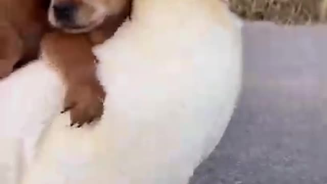 Egg mother plays football with cute puppy on her back