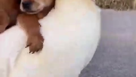 Egg mother plays football with cute puppy on her back