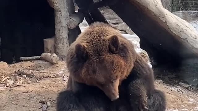 Brown bear