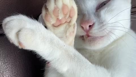 Snow White Cat With White Eyes Playing