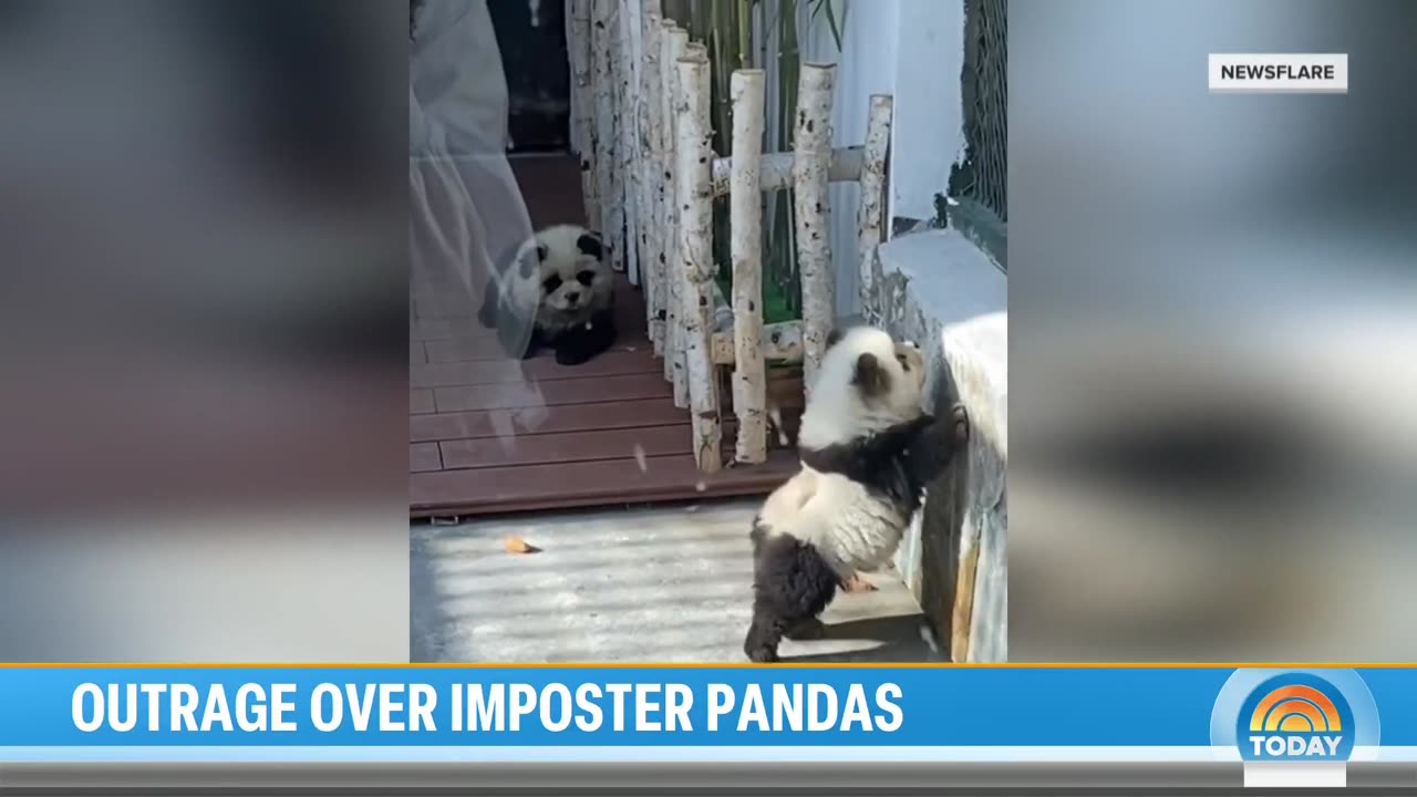 Chinese zoo under fire after dyeing dogs to resemble pandas