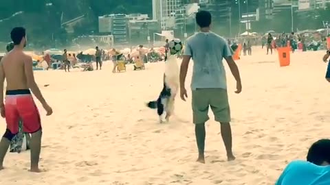 Dog training with playing with her partner in beach