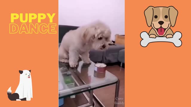 Puppy dance