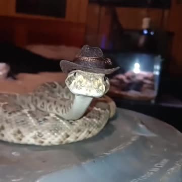 "Pawsitively Hilarious: Unleashing the Comedy of Funny Cats!"