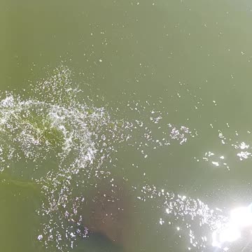 Bullhead catfish kissena park