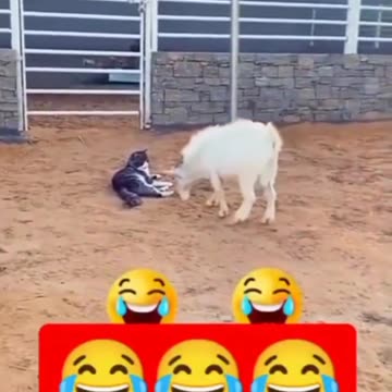 "The Best of Furry Funnies: Hilarious Shenanigans and Amusing Antics of our Beloved Pets!"