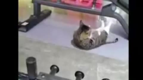 Cat and Dog funny video | Funny animals - Funny animal videos 2024 part 9