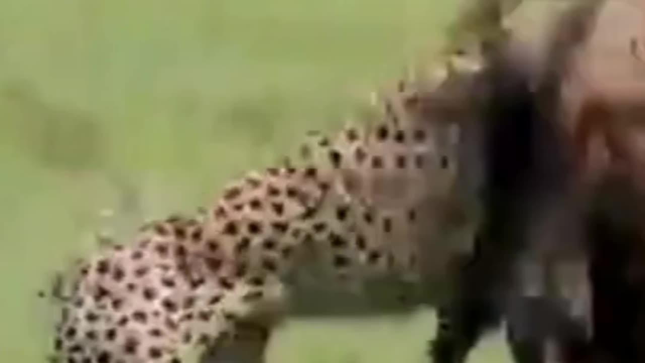 Cheetahs High Speed Hunters Of The Savannah