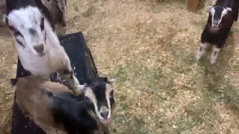 More Baby Goats Playing on Bed Platform 03.2022