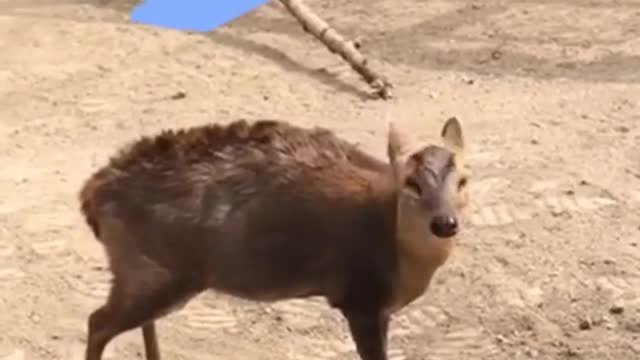 muntjac