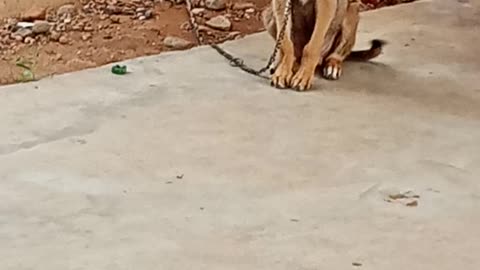 German shepherd dog