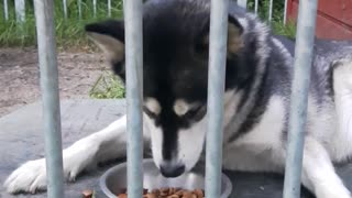 Malamute de Alaska haragana se desparrama para comer