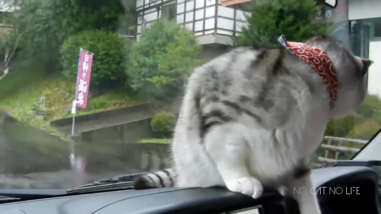 cat being weird