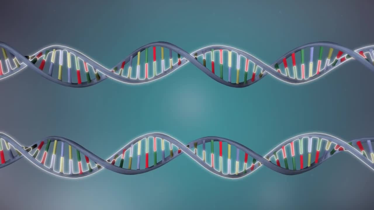 DNA replication - 3D