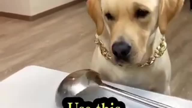 Funny Animals Videos2022 🤣🐶😻-Funniest Cats And Dogs Videos