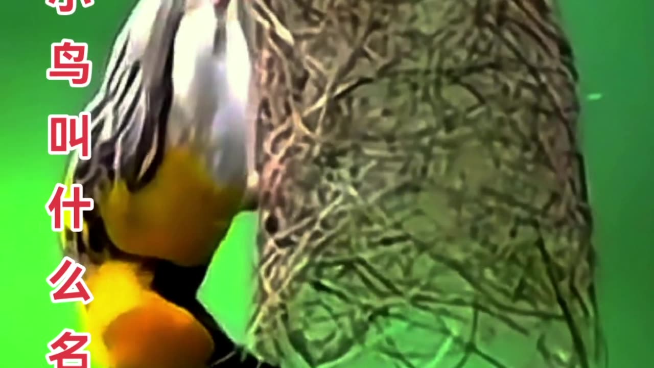 Birds video