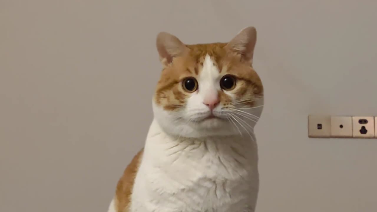 Cat funny video