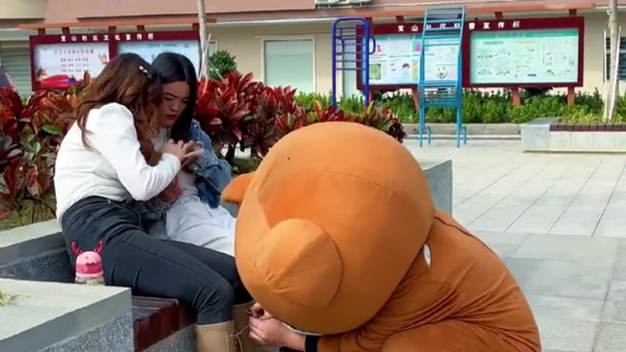 Funny video - Funny Bear