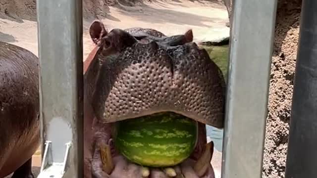 The hippopotamus is very happy eating his favorite fruit