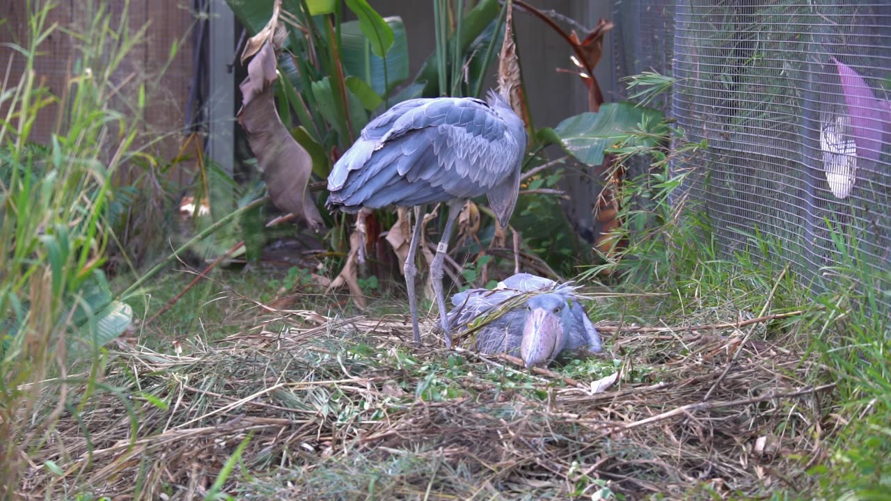 Male Shoebill Stork with Nesting Material