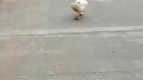 Funny ducks make you laugh