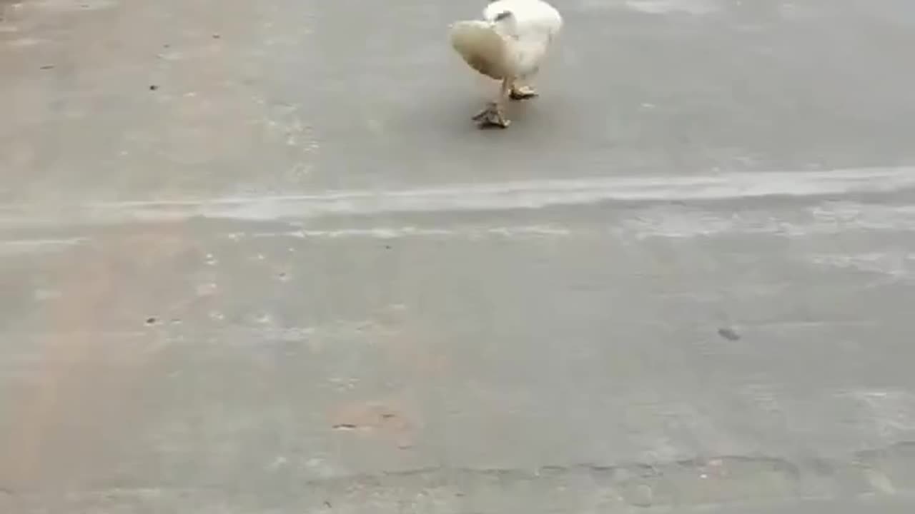 Funny ducks make you laugh