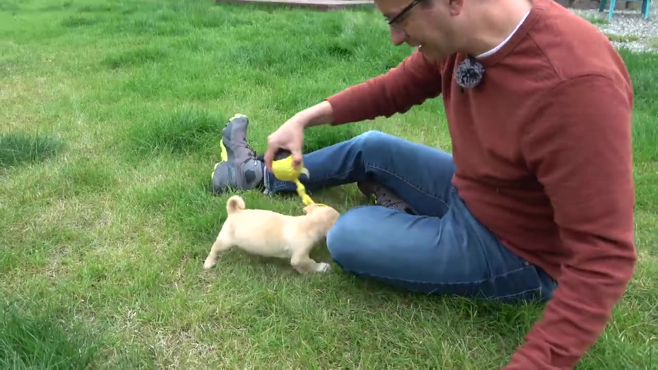 NEW SERIES! My FIRST 24 HOURS Training a NEW PUPPY! Reality Dog Training