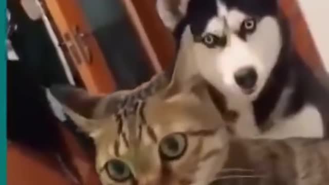 Cats and dogs fighting very funny