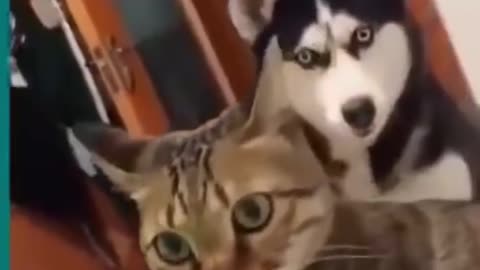 Cats and dogs fighting very funny