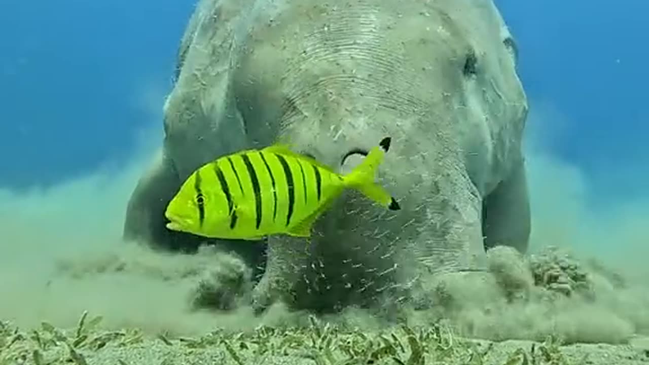 Deep Sea Animals Videos For Kids || Amazing Underwater Animals Videos