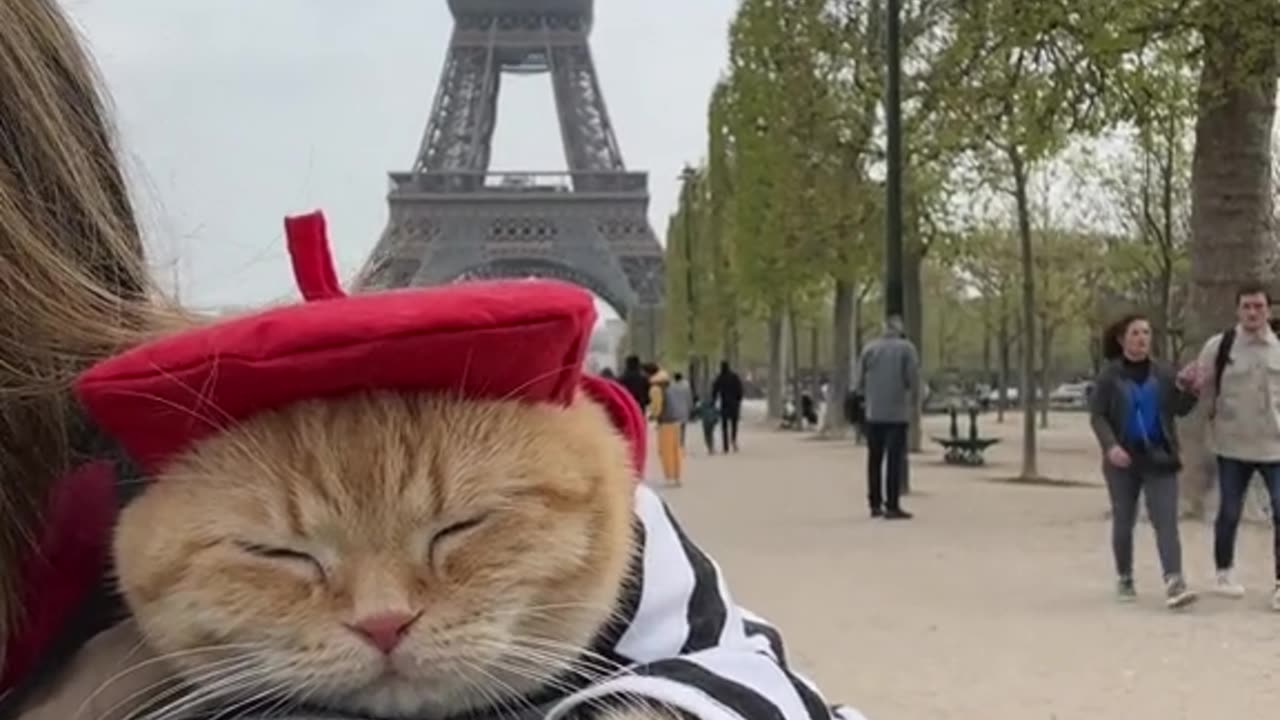 cute cat sitting on backside