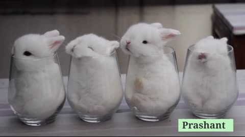 ?? So Cute ?? 3d Beautiful Rabbit Whatsaap Status Video by Prashant