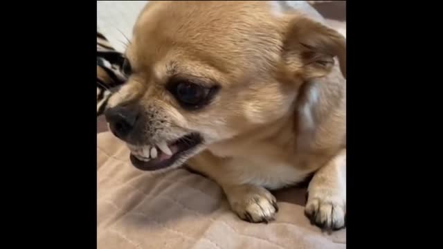 Dog 🐶 get Angry for Food 🍲 | VIN4K