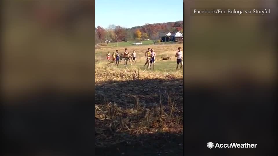 Runner gets hit by a deer