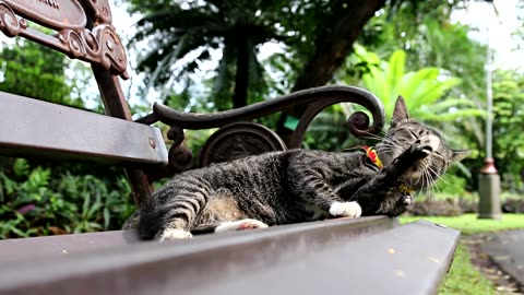 Adorable cat 😺