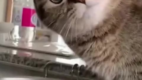 Funny Animals / Funny Pets / Animal Jokes #viral #viralvideo #shorts #viralshorts #shortvideo