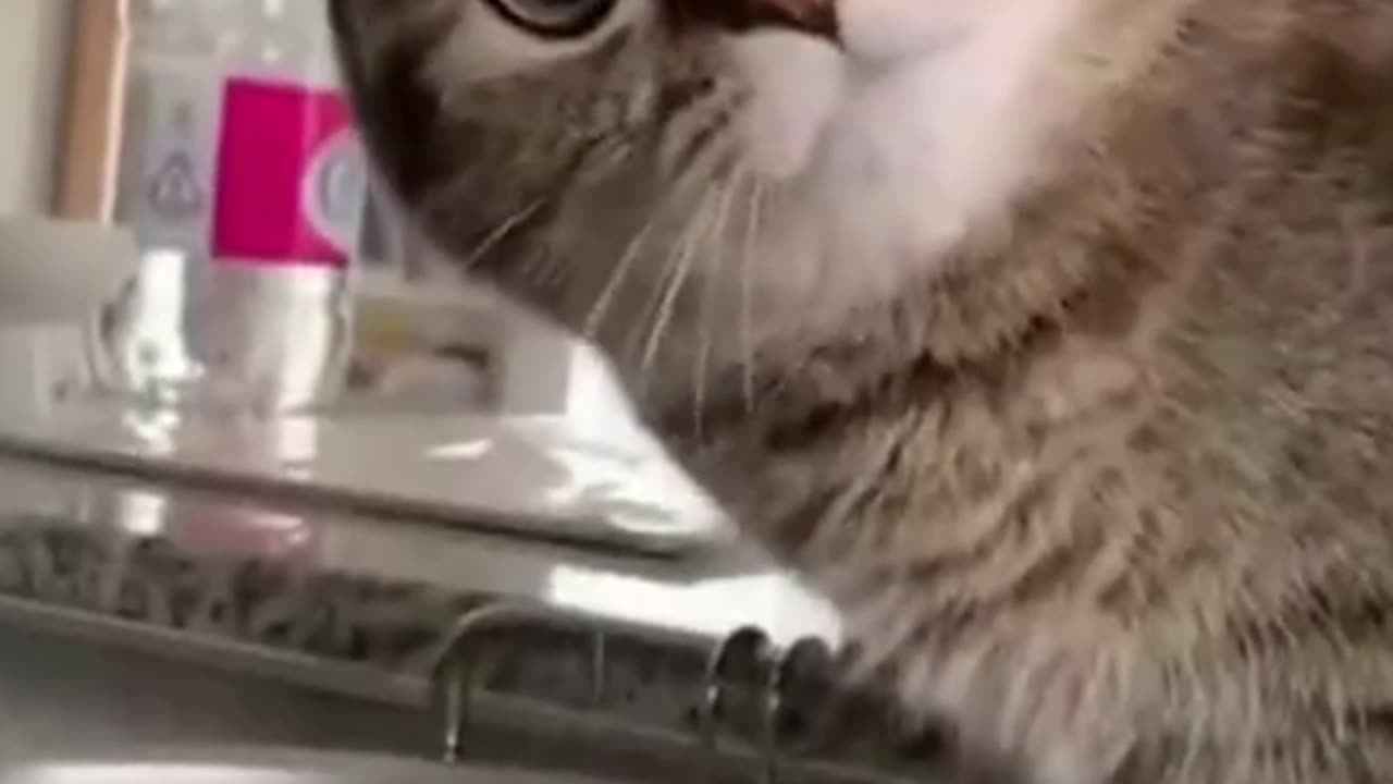 Funny Animals / Funny Pets / Animal Jokes #viral #viralvideo #shorts #viralshorts #shortvideo