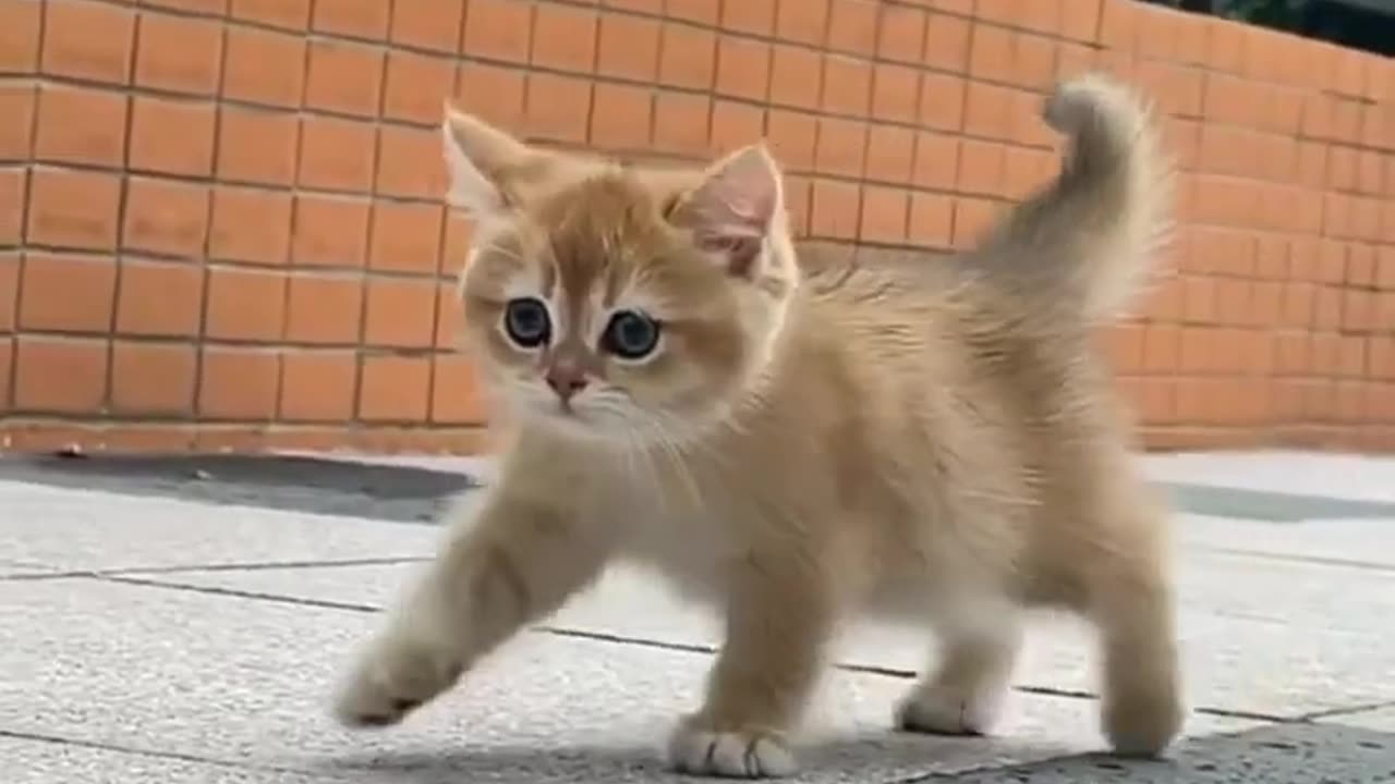 A beauriful cat