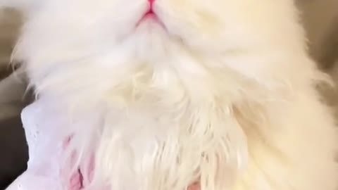 What are the little black eyes looking at?