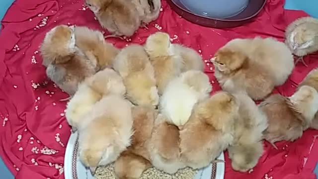 Very important steps for raising Sasso chicks