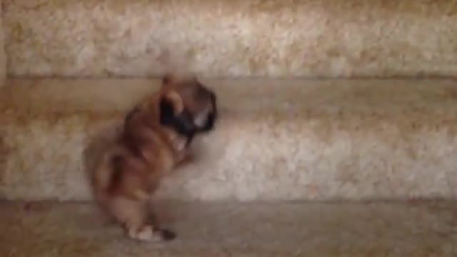 Puppies vs Stairs: Puppy Tries Stairs with Help From Cat, Dog Siblings | The Dodo