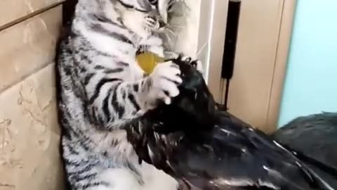 Cute Cat vs duck