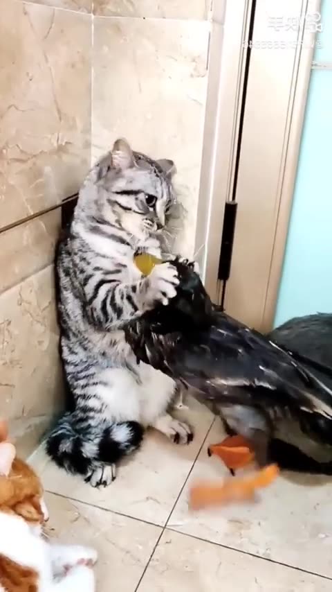Cute Cat vs duck