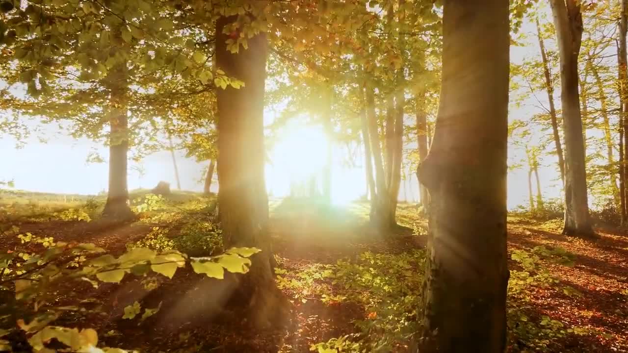 Enchanting Autumn Forests with Beautiful Piano Music