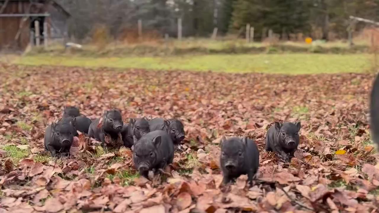 Piglet invasion