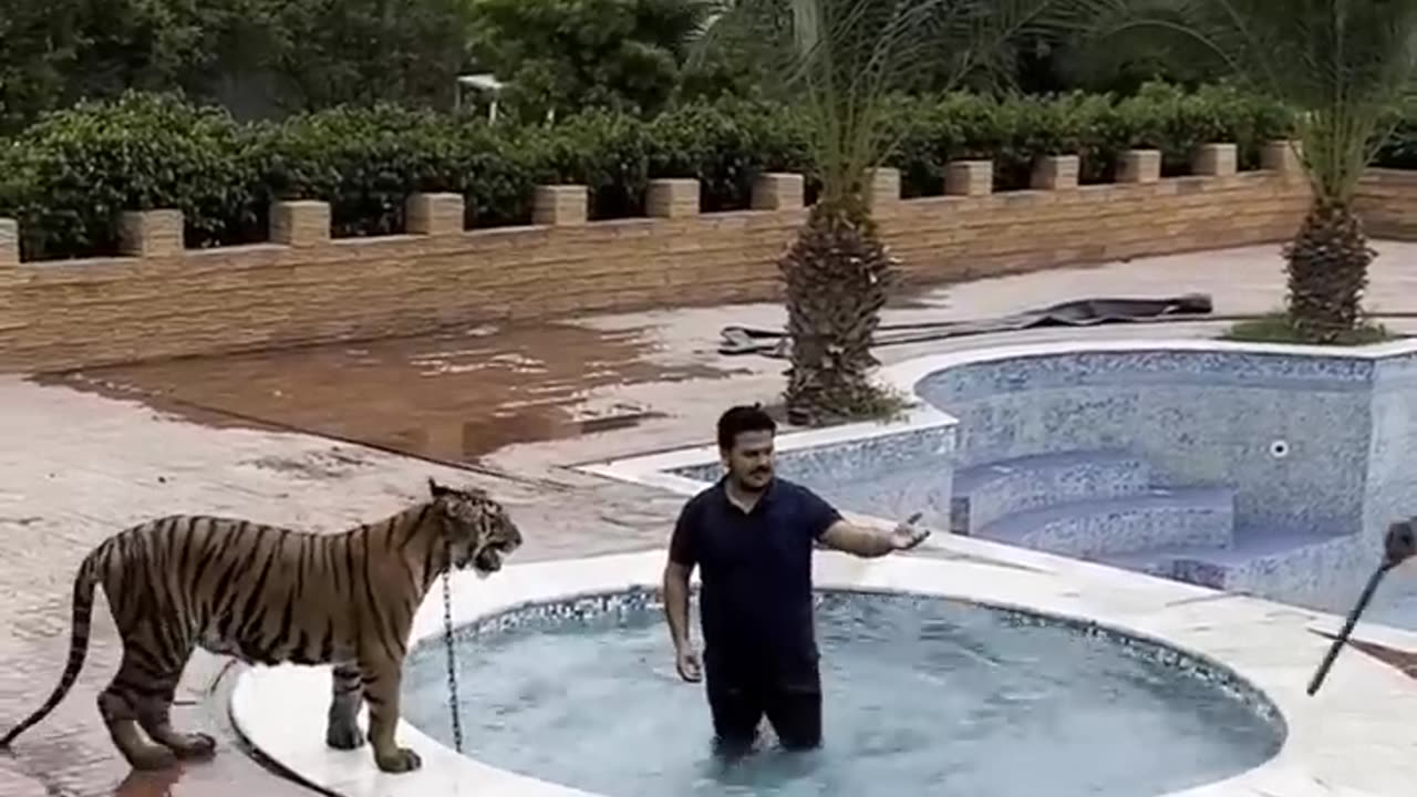 Bengal Tiger 🐯 Attack