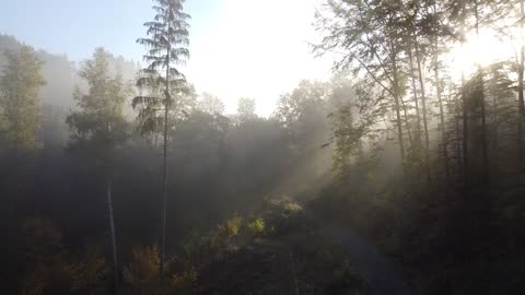 Beautiful Misty Morning in Forest