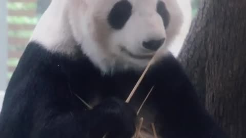 The lovely panda is eating