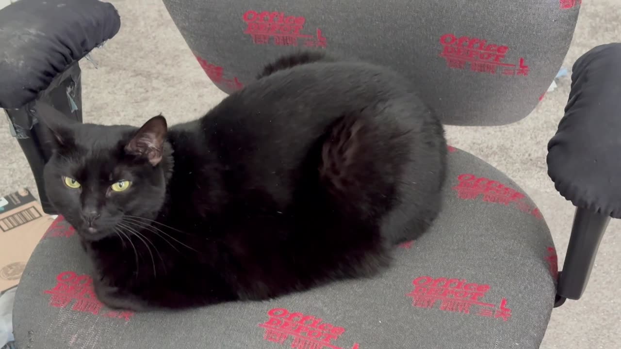 Adopting a Cat from a Shelter Vlog - Cute Precious Piper is a Perfect Shiny Office Loaf